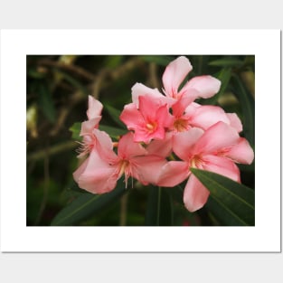 Flowers of the Dominican Republic Pink Posters and Art